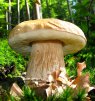 ava