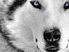 Volf76 ava