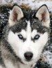 ava