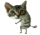ava