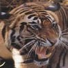 Tigerwulf_ ava