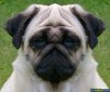 MOPS ava