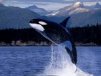 Kasatka_88 ava
