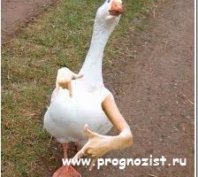 bet