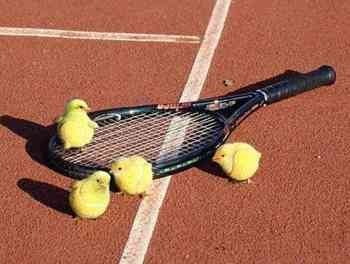 bet