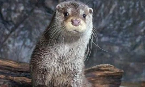 Выдра Гарри сделала прогноз на матч ЧМ-2018 Испания – Россия