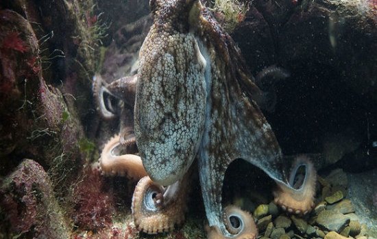 Знаменитый осьминого Рабйо