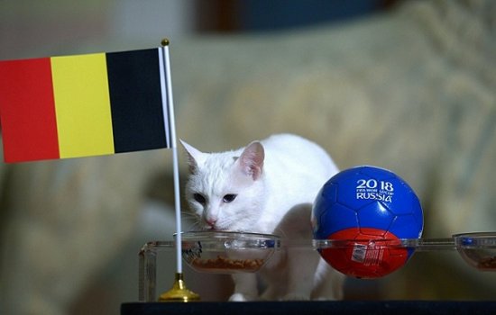 Кот Ахилл дал прогноз на полуфинальный матч ЧМ-2018 Франция – Бельгия