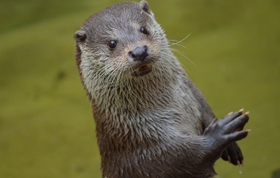 Выдра Гарри дал прогноз на финальный матч ЧМ-2018 Франция – Хорватия