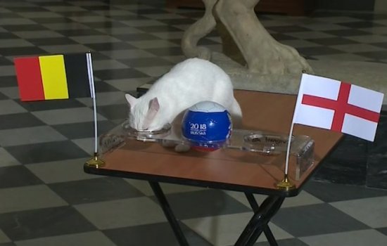 Кот Ахилл со 2-ой попытки спрогнозировал исход матча за 3-е место ЧМ-2018 Бельгия – Англия