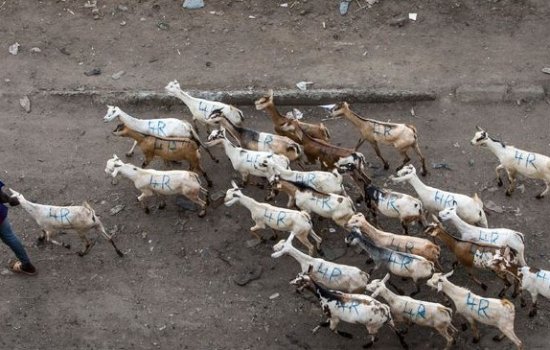 В Турции футболистов обменяли на скотину