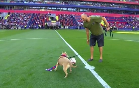 Матч ЦСКА и Арсенала открыла бездомная собака