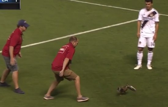 Команда Ибрагимовича не смогла поймать утку на поле (Видео)