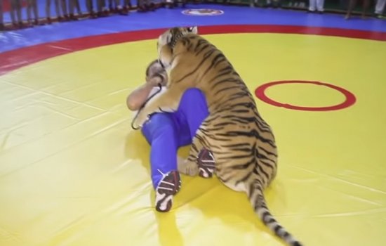 Михаил Зарецкий устроил показательный бой с тигром (Видео)