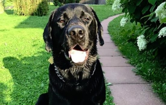 Собака «помешала» Овечкину поцеловать жену (Видео)