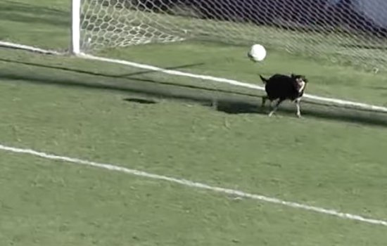 В Аргентине появился еще один четвероногий супер вратарь (Видео)