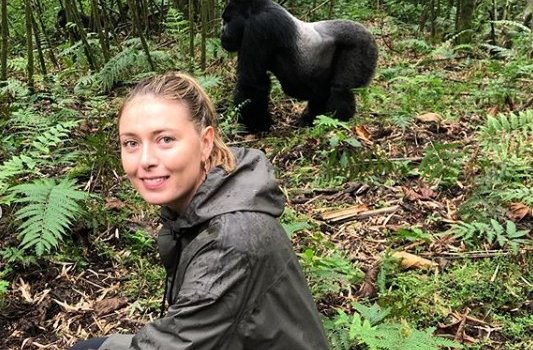 Шарапова продолжила путешествовать по Африке - теперь селфи с гориллой (Инстаграм)