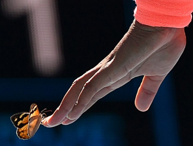 Осака во время матча «познакомилась» с австралийской бабочкой (Видео)