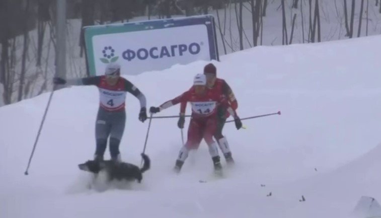 Собака сбила двух лыжниц во время марафона на Сахалине (Видео)